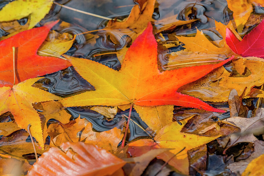 Colorful Autumn Leaves Photograph by Morris Finkelstein