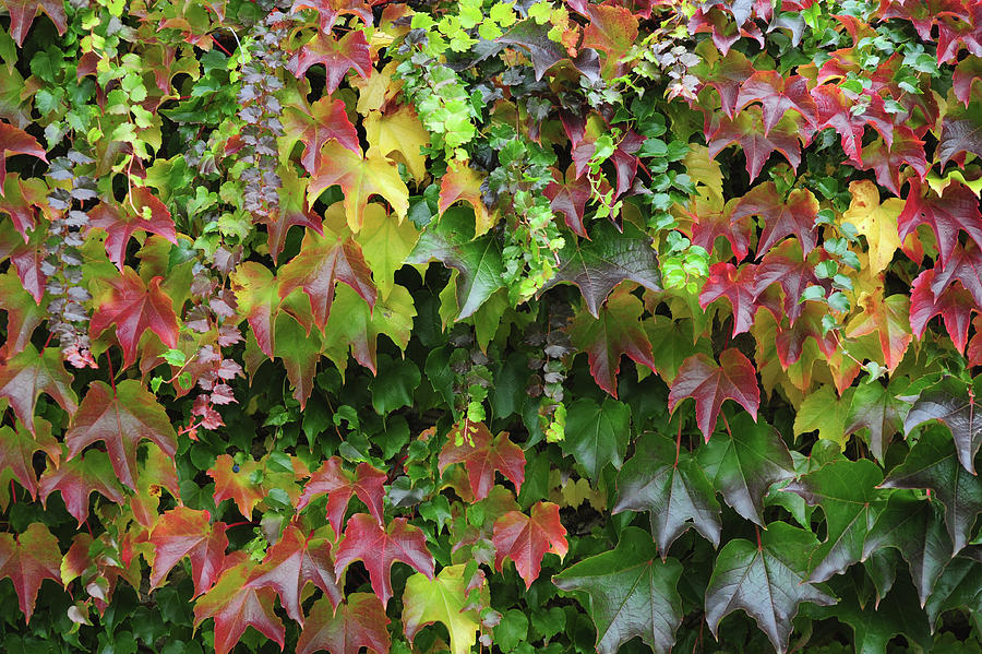 Colorful Autumn Leaves of Boston Ivy 1 Photograph by Jenny Rainbow