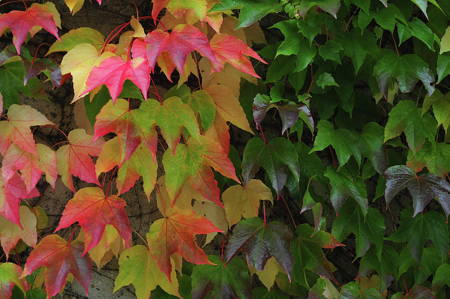 Colorful Autumn Leaves of Boston Ivy Photograph by Jenny Rainbow