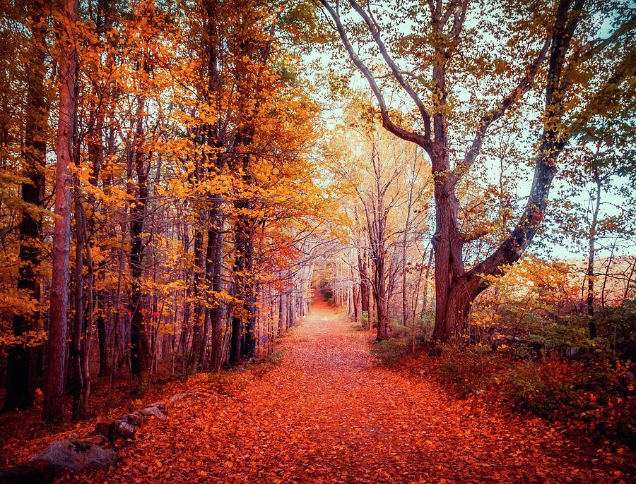 Colorful Autumn path in the woods a Photograph by Lilia S