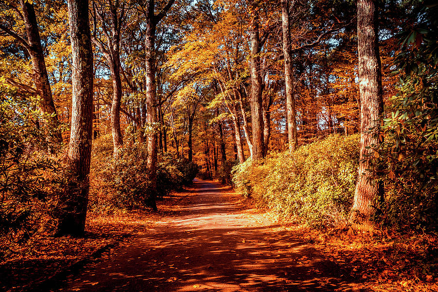Colorful Autumn path in the woods b Photograph by Lilia D