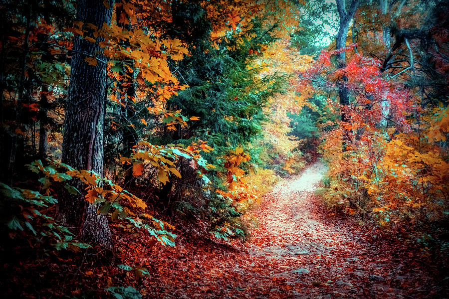 Colorful Autumn path in the woods Photograph by Lilia D