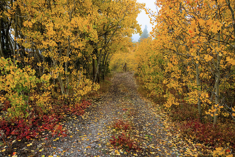 Colorful Autumn Path Photograph