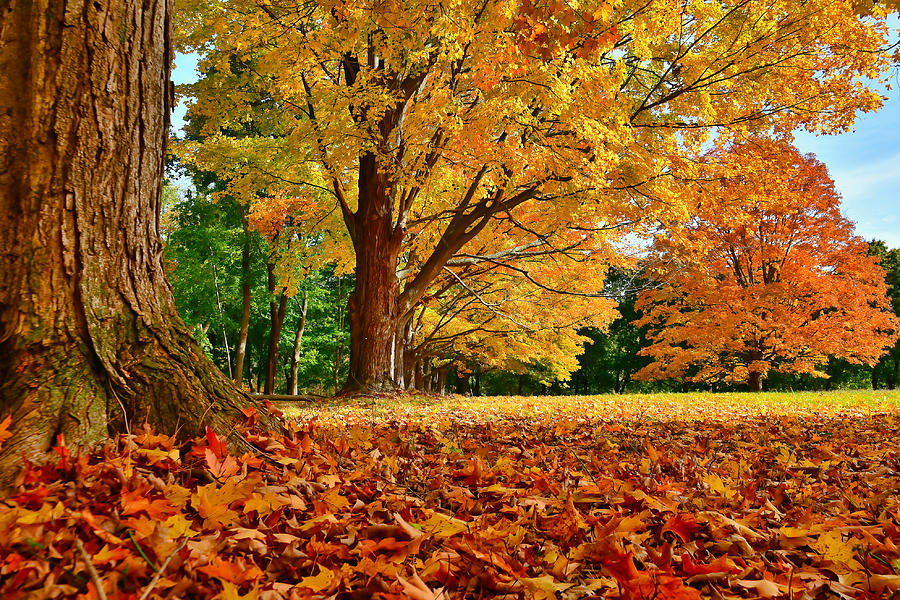 Colorful Autumn Perspective Photograph by John Butler - Fine Art America