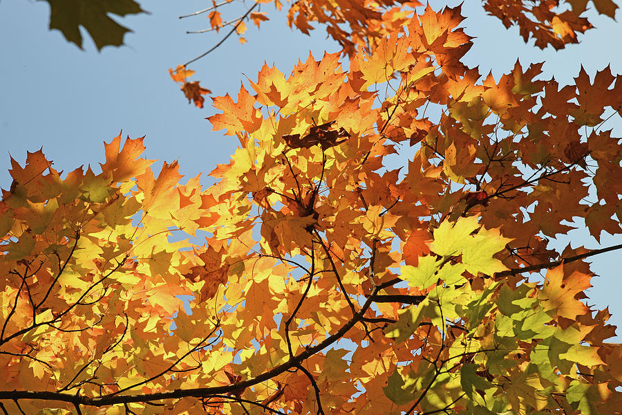 Colorful Autumn Shade Photograph by Robert Tubesing - Fine Art America