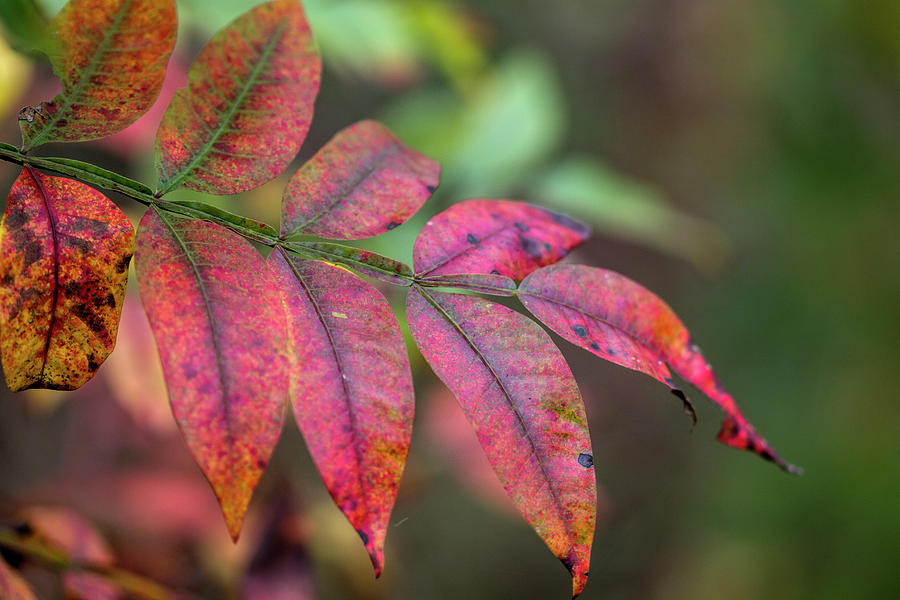 Colorful Autumn Sumac Leaves Photograph by Kathy Clark