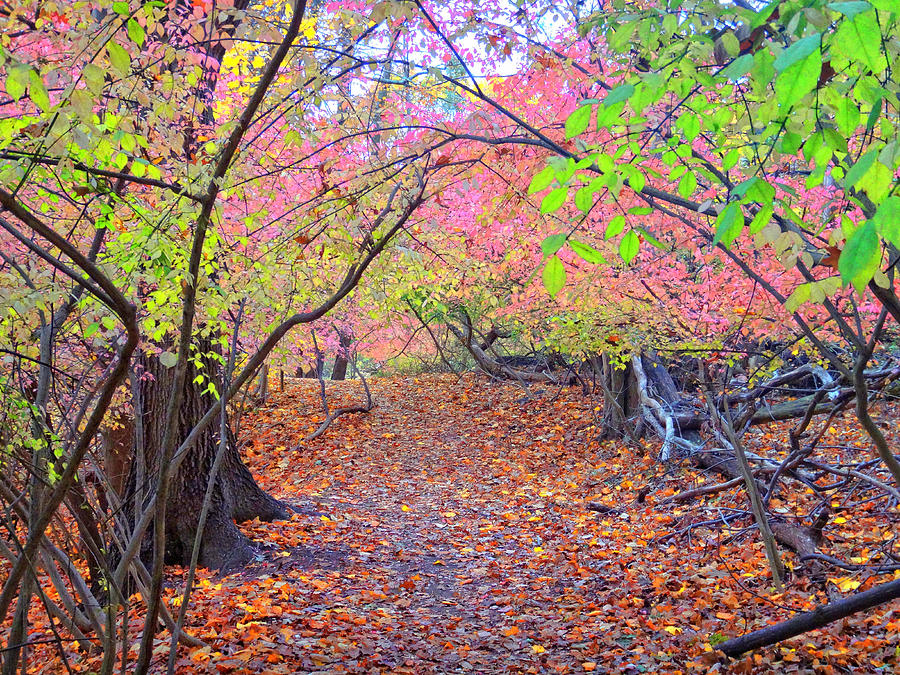 Colorful Autumn Trail Photograph by Russel Considine