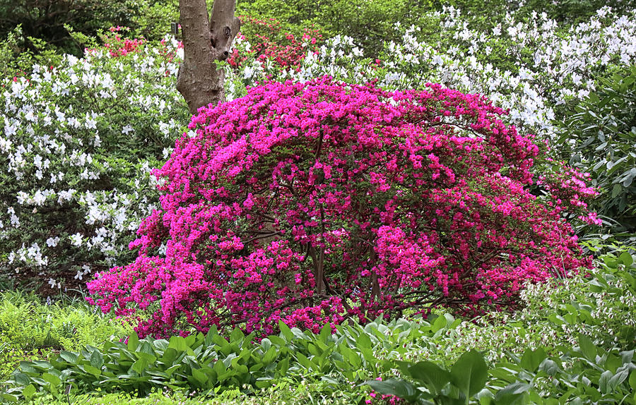 Colorful Azalea Photograph by Dave Mills