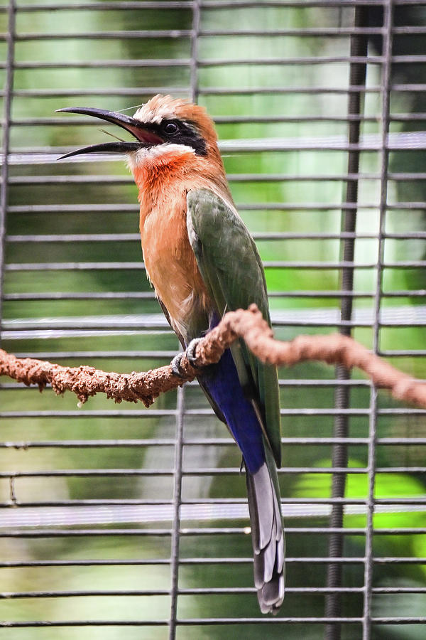 Colorful Bee Eater Photograph by Ed Stokes - Fine Art America