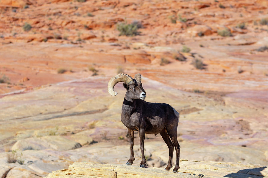 Colorful Bighorn Sheep Photograph by Mary Hone