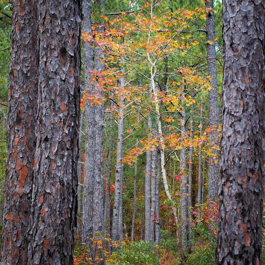 Colorful Birch Tree Among the Pines of the Croatan Forest Photograph by Bob Decker