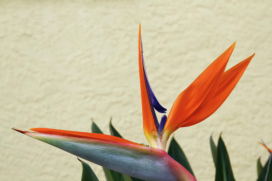 Colorful Bird of Paradise Photograph by Sally Weigand
