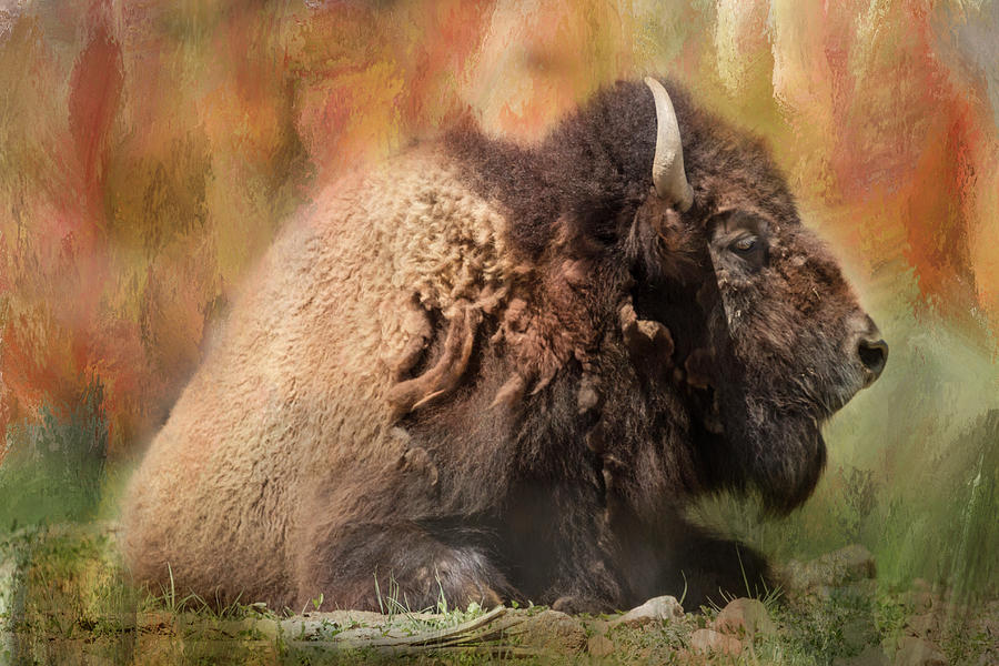 Colorful Bison Photograph by James BO Insogna