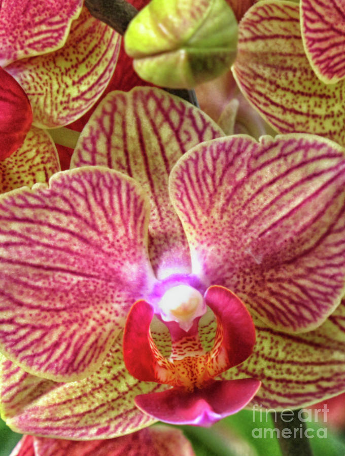 Colorful Blooming Orchid  Photograph by Ruth Jolly