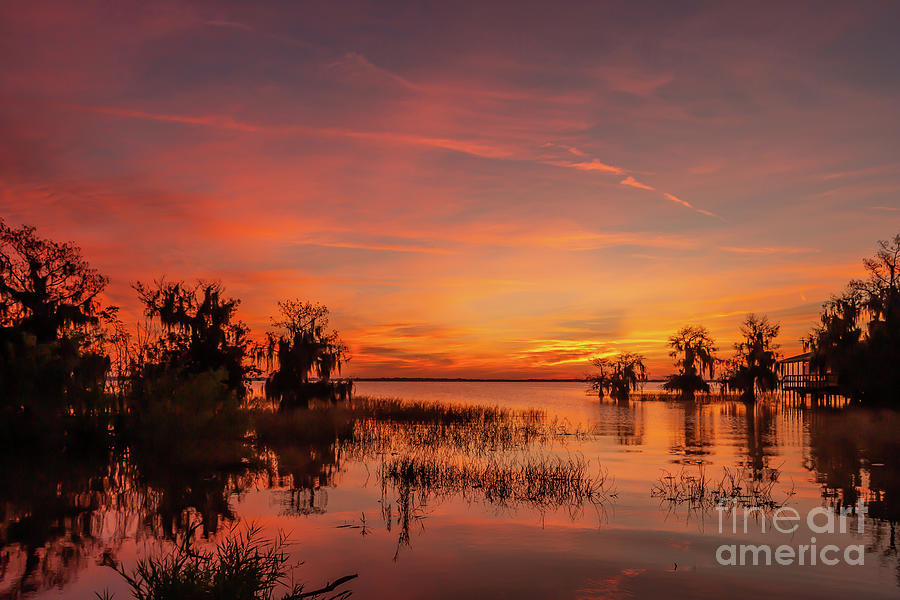 Colorful Blue Cypress Sunrise Photograph by Tom Claud
