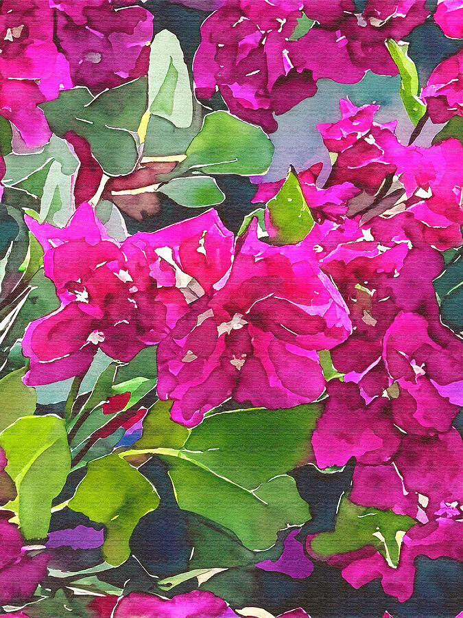 Colorful Bougainvillea Plant Mixed Media by Pheasant Run Gallery Colorful Bougainvillea Plant Mixed Media by Pheasant Run Gallery