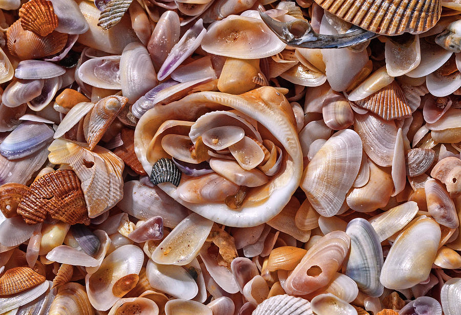 Colorful Broken Seashells Photograph by George Bostian - Pixels