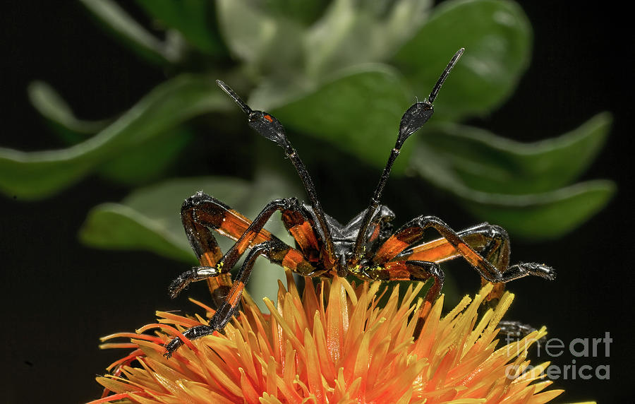 Colorful Bug Photograph