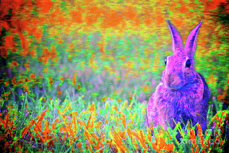 Colorful Bunny Photograph by Felicia Roth
