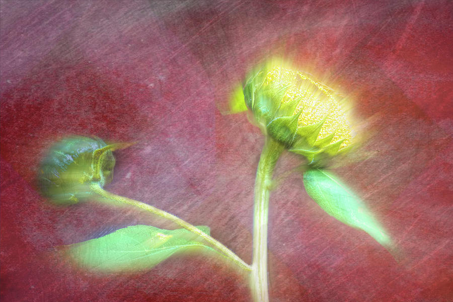 Colorful Bursting Sunflower Photograph by Debra Martz