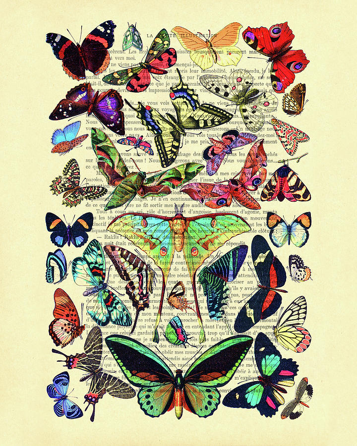Butterfly Digital Art - Colorful butterflies species by Madame Memento