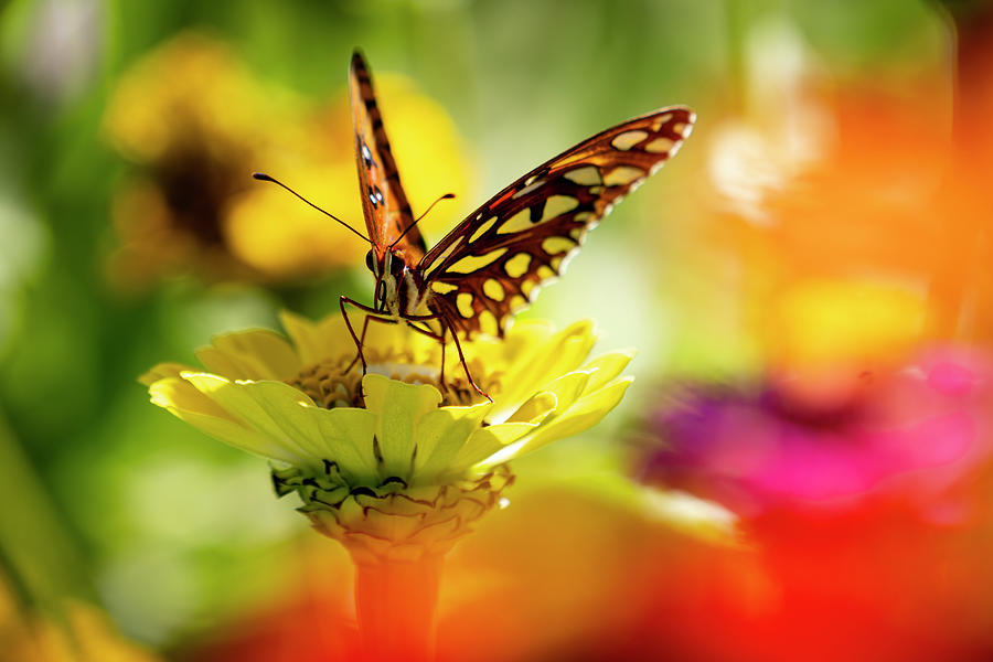 Colorful Butterfly Photograph by David LaRochelle - Fine Art America