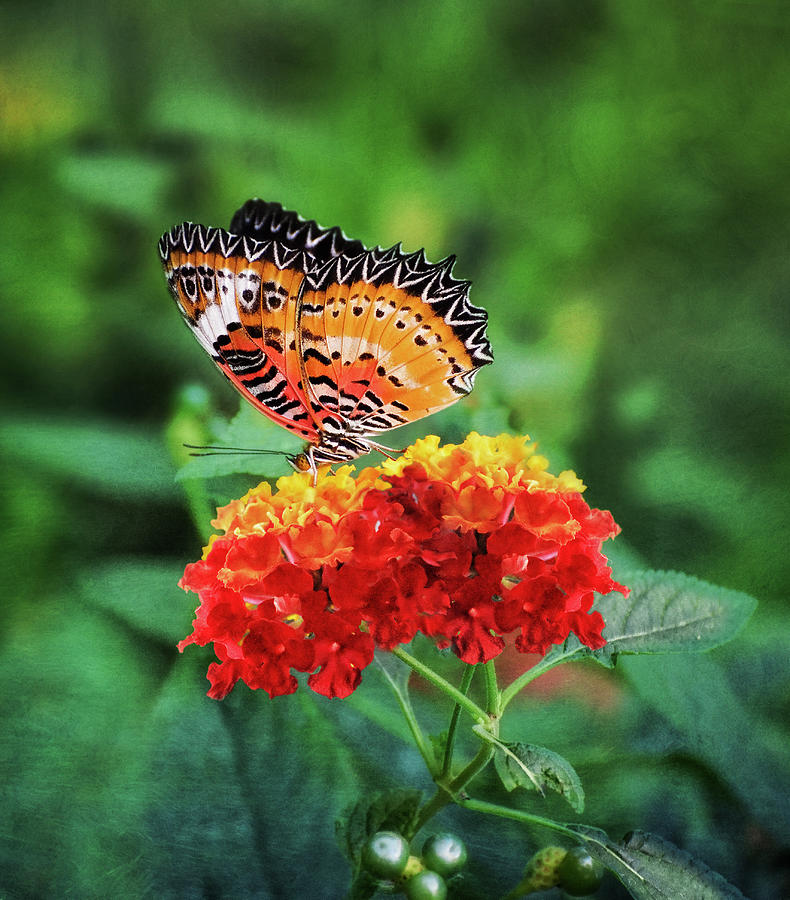 Colorful butterfly on flower in Spring - Nature photo Photograph by Stephan Grixti