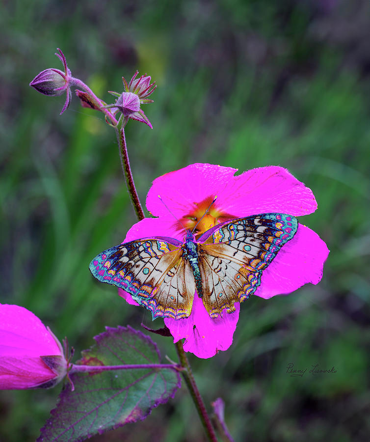 Colorful butterfly on Pink Flower Photograph by Penny Lisowski