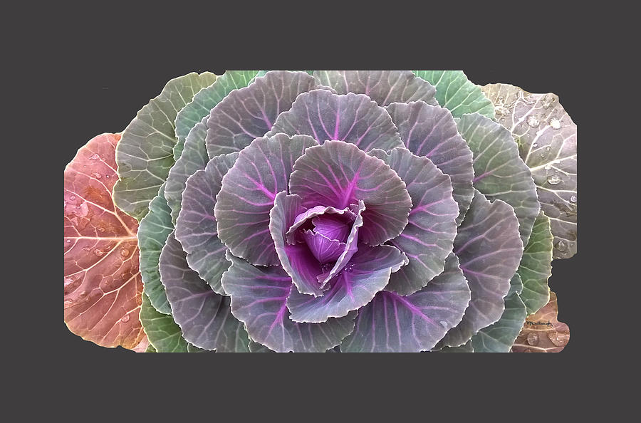 Colorful Cabbage Clear Photograph by Duane McCullough