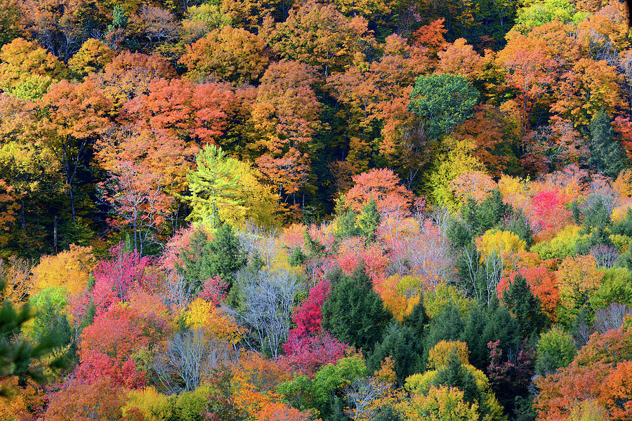 Colorful Canadian Autumn Photograph by Hunter Shen | Fine Art America