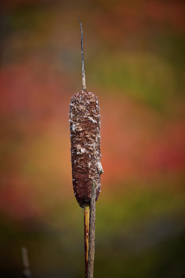Colorful Cattail Photograph by Paul Freidlund