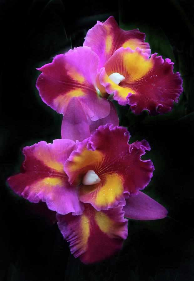 Colorful Cattleya Orchids Photograph by Jessica Jenney
