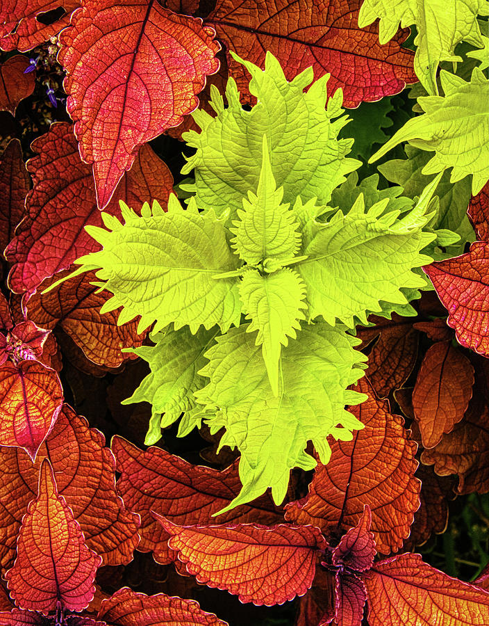 Colorful Coleus Photograph by Gary Slawsky