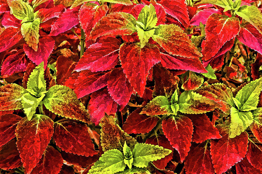Colorful Coleus  Photograph by HH Photography of Florida
