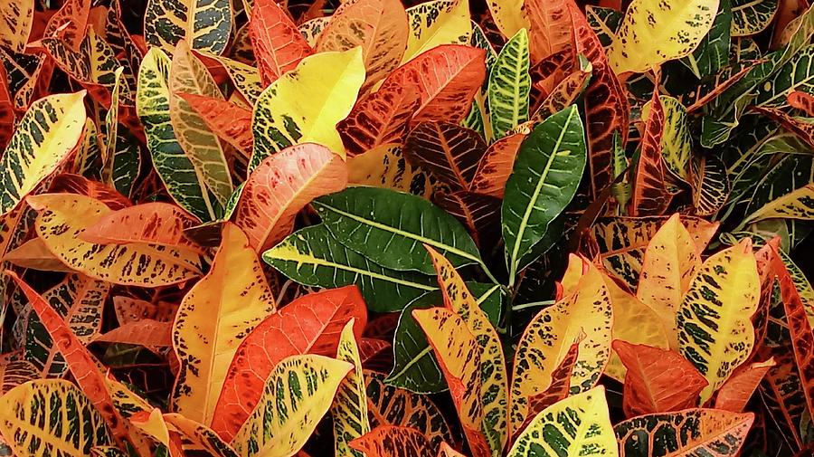 Colorful Croton Photograph by Kathy Barney