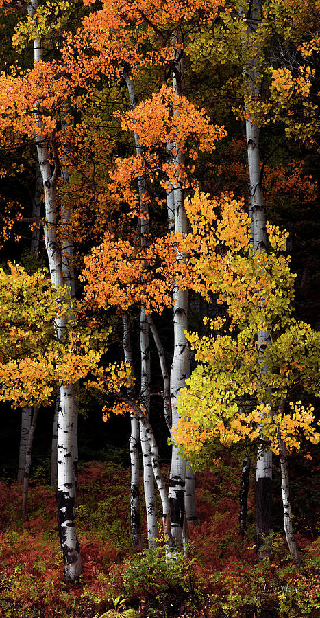 Colorful Colorado Aspens Photograph by Leland D Howard