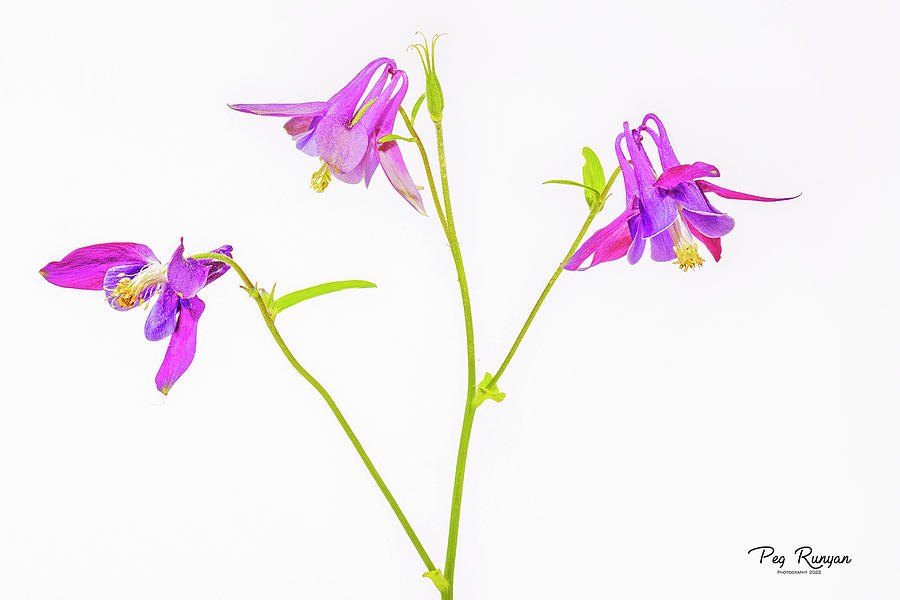Colorful Columbines Photograph by Peg Runyan