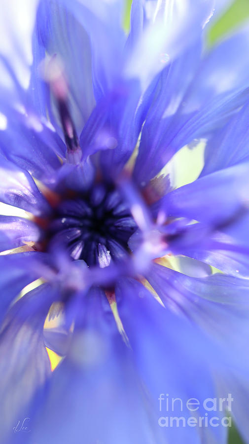 Colorful Cornflower Firework Photograph by D Lee Colorful Cornflower Firework Photograph by D Lee
