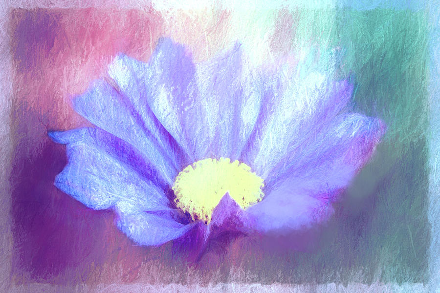 Colorful Cosmos Flower Digital Art by Terry Davis
