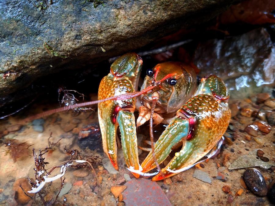 Colorful Crayfish Photograph by Amanda Rae