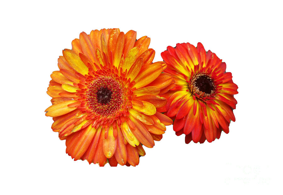 Colorful Daisies Photograph