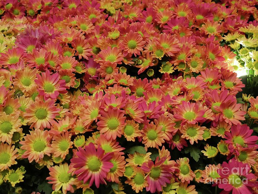 Colorful Daisies Photograph by On da Raks - Fine Art America