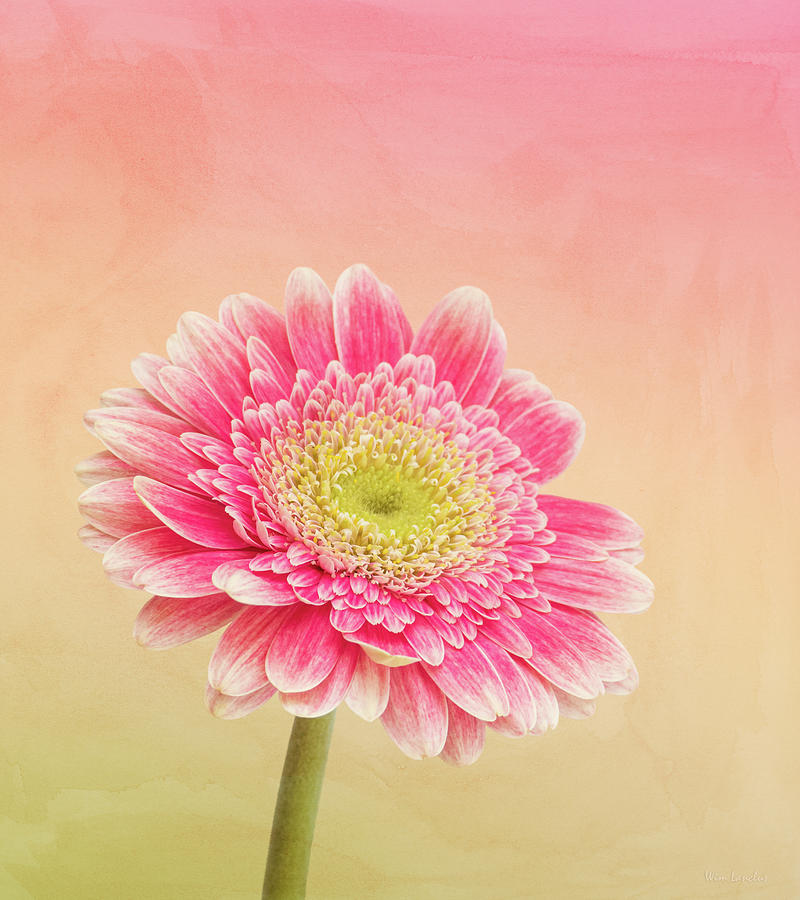 Pink Daisy Photograph by Wim Lanclus