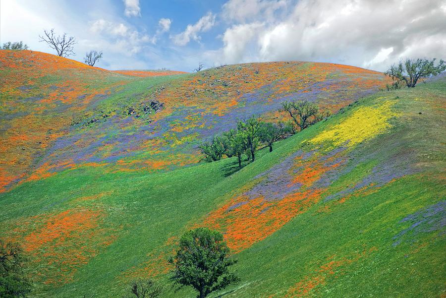 Colorful Days in Tejon Pass Photograph by Lynn Bauer