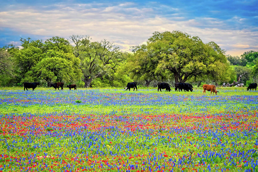 Colorful Days on the Range Photograph by Lynn Bauer