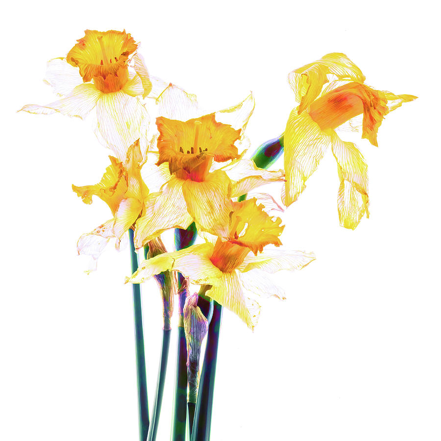 Colorful Desiccated Daffodils Photograph by Karen Smale