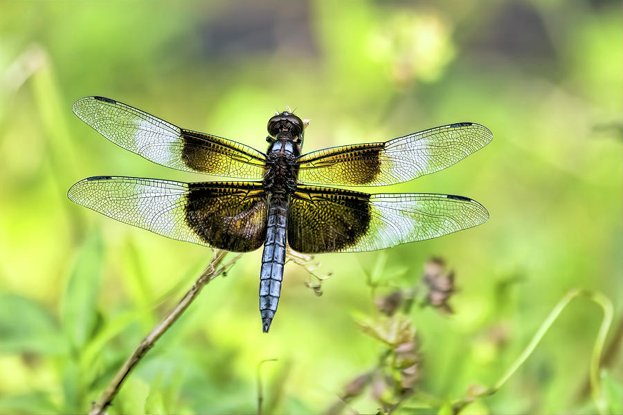 Colorful Dragonfly Photograph by Francis Sullivan
