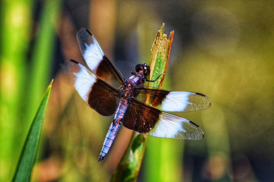 Colorful Dragonfly Photograph by LaDonna McCray