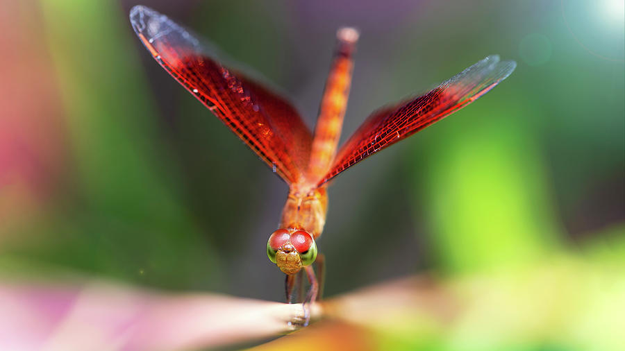 Colorful dragonfly landing Photograph by Julien Leroy - Pixels