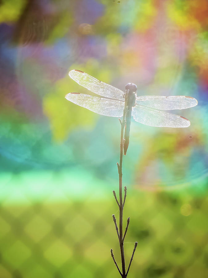 Colorful Dragonfly Moment Photograph by Rachel Morrison